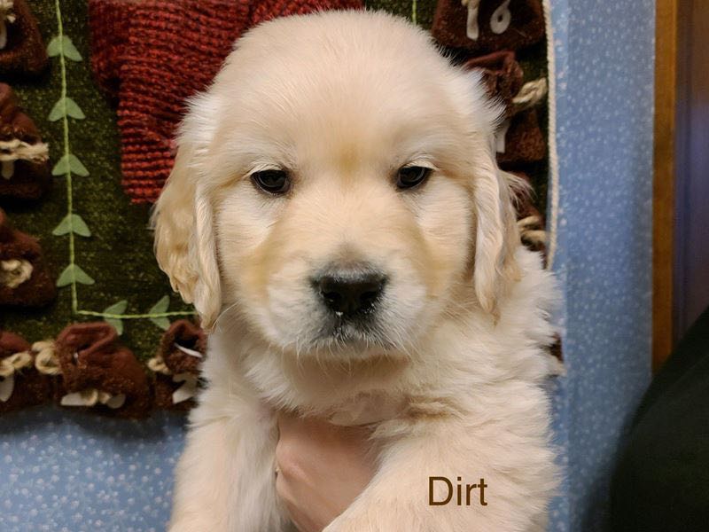 Dirt - English Cream Golden Retriever Puppy