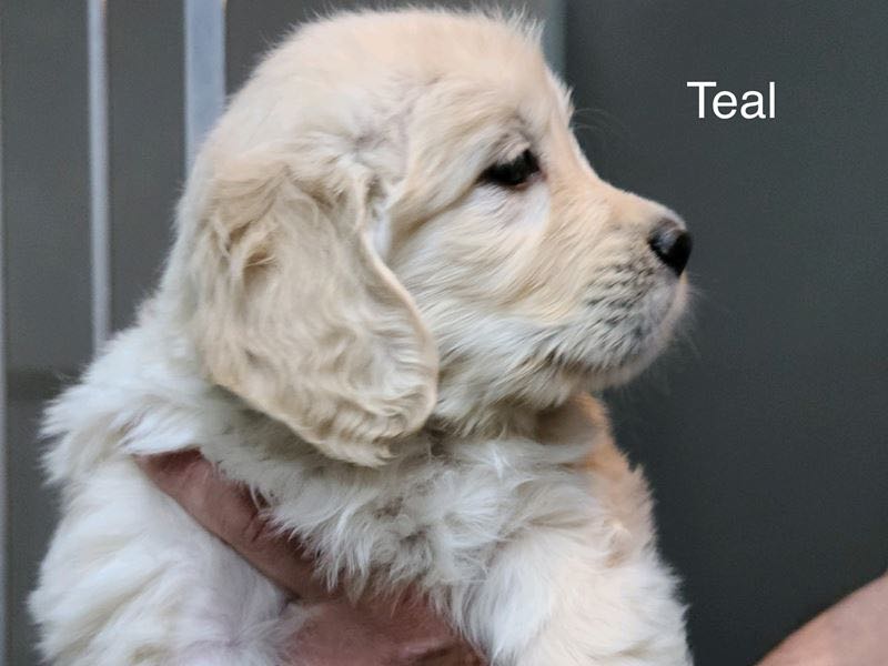 Teal - English Cream Golden Retriever Puppy