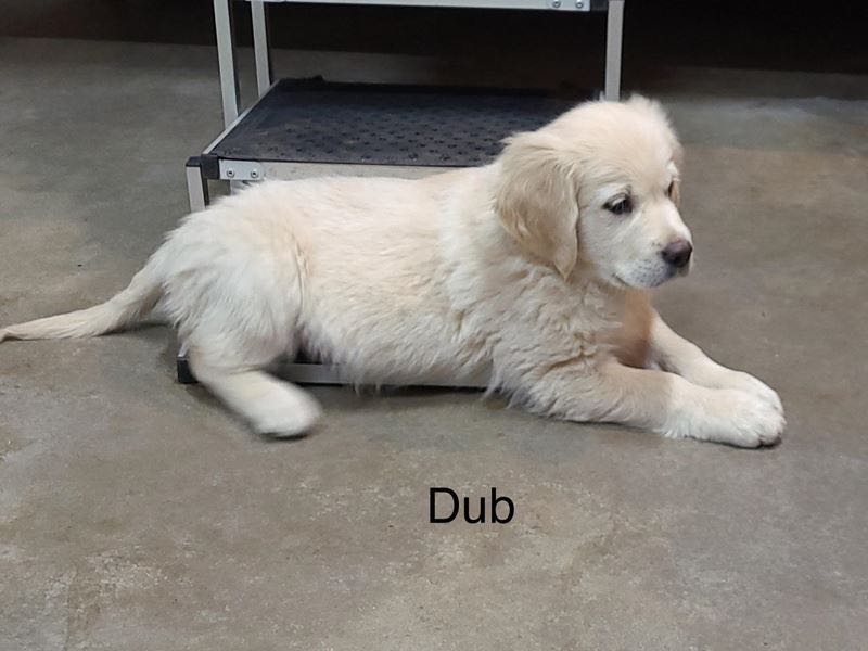 Dub - English Cream Golden Retriever Puppy