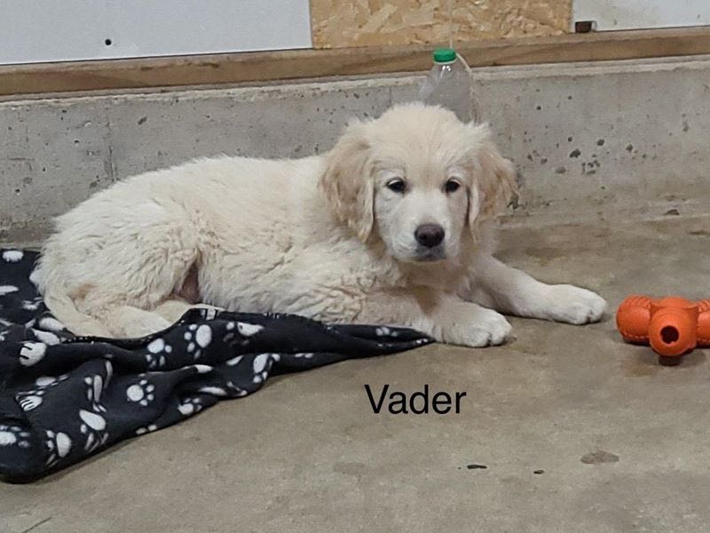 Vader - English Cream Golden Retriever Puppy