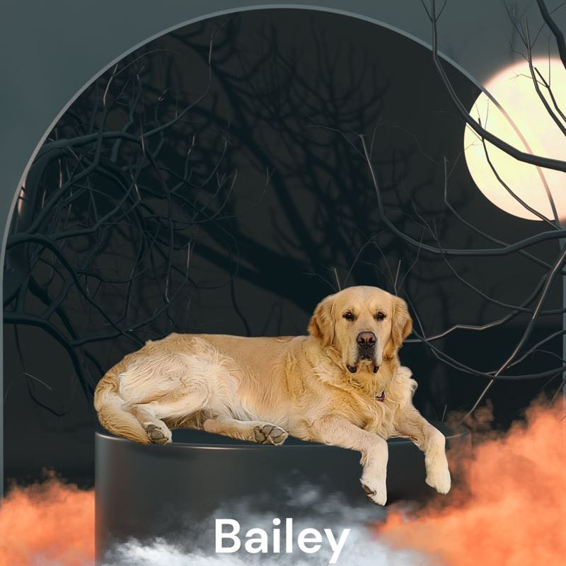 Bailey - Sire