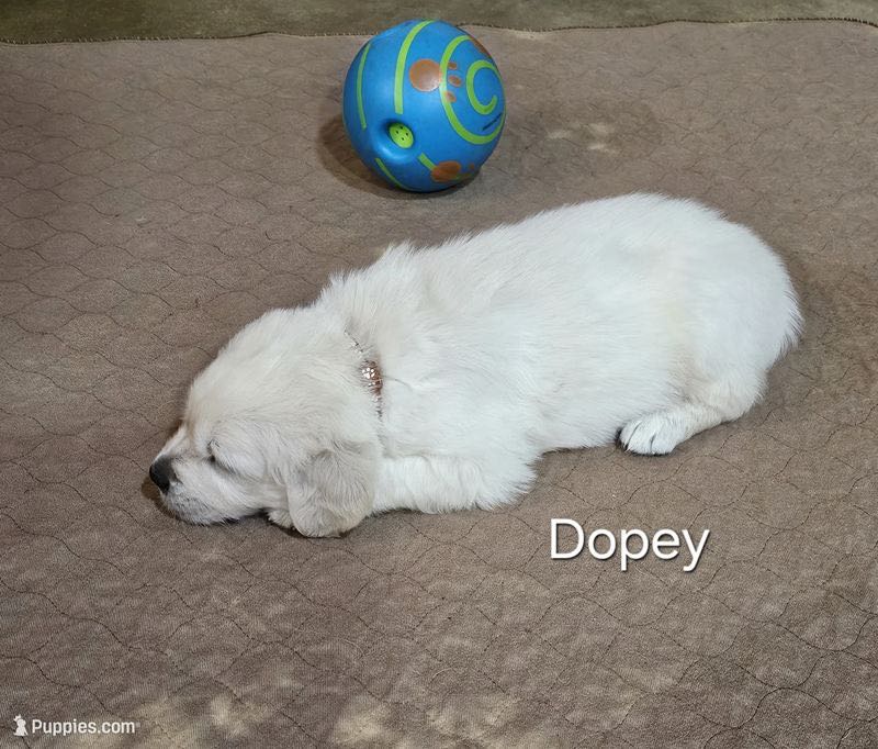 Dopey - English Cream Golden Retriever Puppy