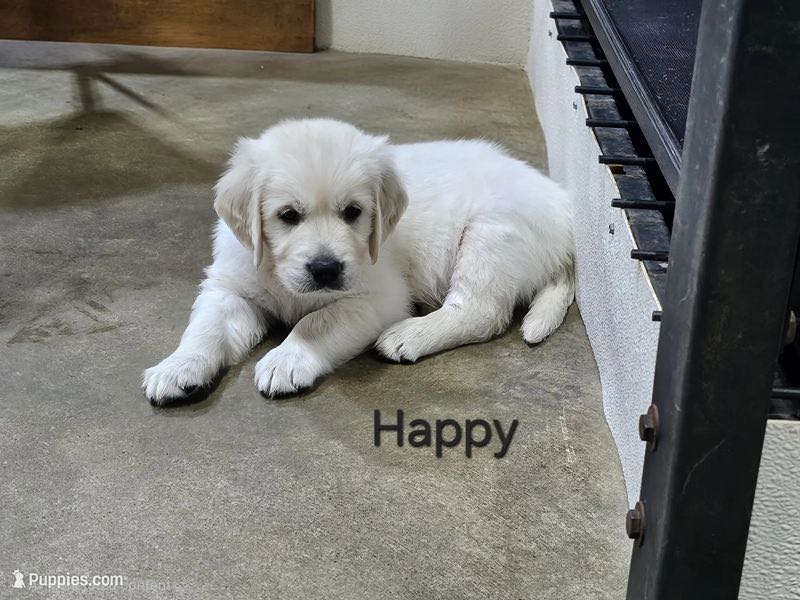 Happy - English Cream Golden Retriever Puppy
