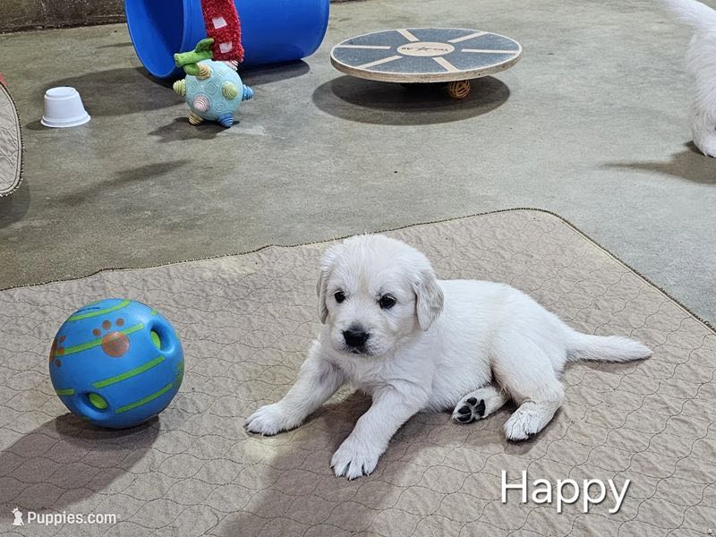 Happy - English Cream Golden Retriever Puppy