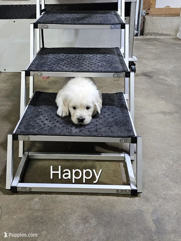 Happy - English Cream Golden Retriever Puppy