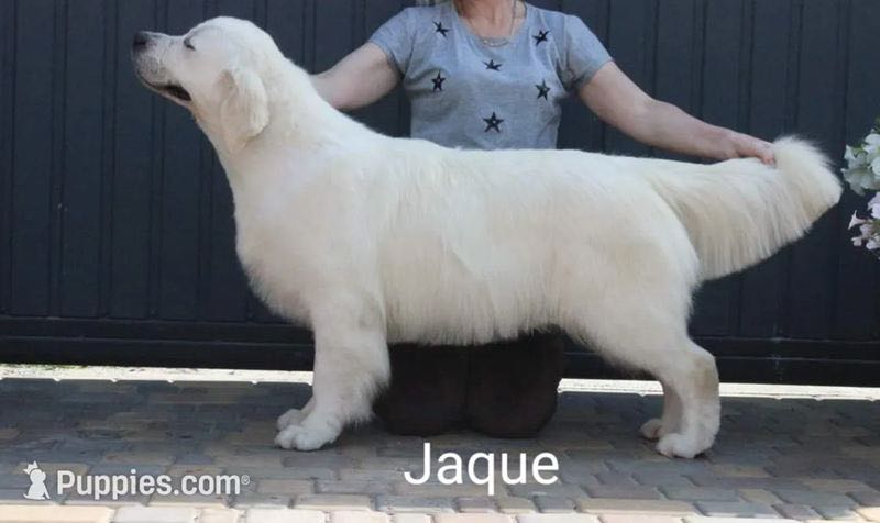 Jaque - Sire