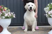 Jaque - Sire